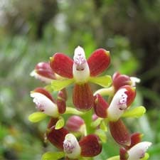 Orquídeas na Trilha Inca