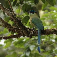 Trilha Inca Paraíso para os observadores de pássaros