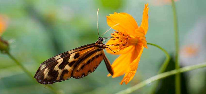 inca-trail-butterflies