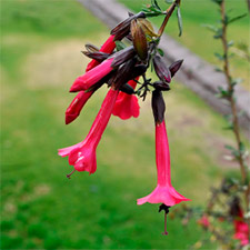 A flor cantuta, ¿Onde encontrá-la na Trilha Inca?