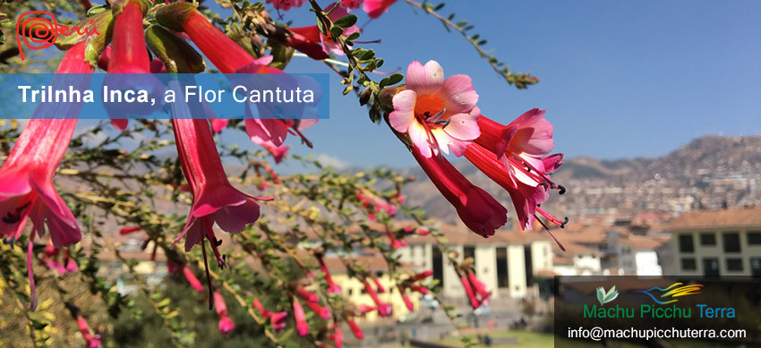 A flor cantuta - Cusco